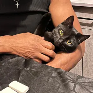 Visite pour mon chat FAUVE : ) 