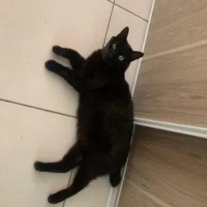 Recherche cat-sitter