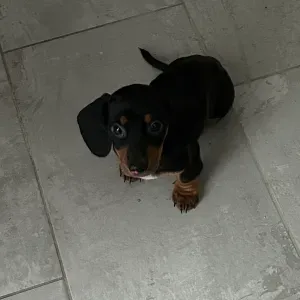 Pet sitting a Ferrara cerca lavoro