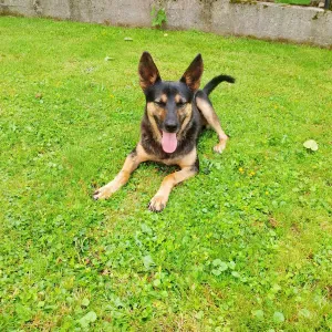 Pettsitter, opieka nad psiakami