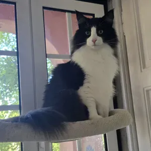 Posição para um catsitter - Petsitter em Sintra