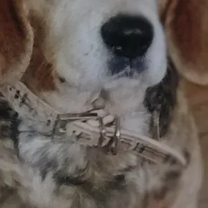 Empleada de limpieza en sevilla muy responsable 