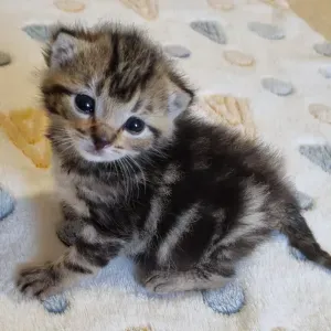 Pet-Sitter à Luçon ( Titulaire ACACED chiens chats et NAC)