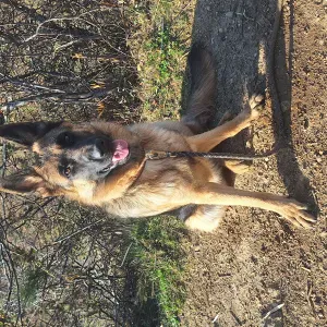 Je cherche un pet sitter