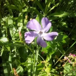 Educadora com bastante experiência 