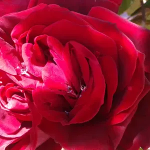 Je recherche une baby sitter occasionnelle