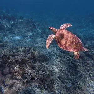 Motivée pour garder vos enfants ou faire le ménage