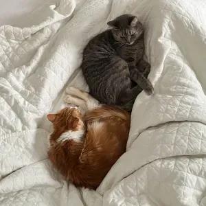 Recherche catsitter été 2026