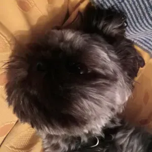 Recherche petistter régulièr(e) 