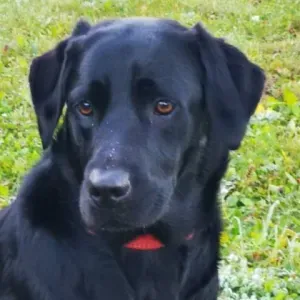 Nous cherchons un Petsitter du 2 au 10 aout