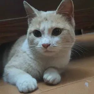 Giovane Pet sitter Padova-Vicenza