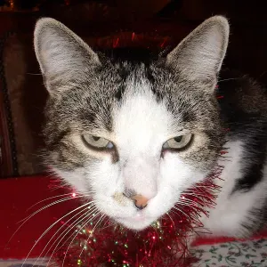 Je cherche une femme de ménage à domicile