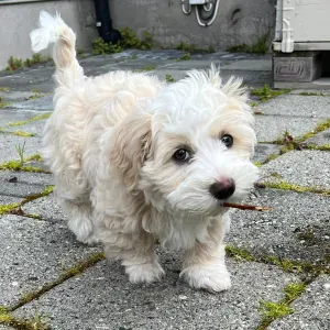 Oferta de trabajo para cuidador de mascotas en Mogán