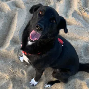 Poste pour un(e) dog-sitter - Petsitter à Anglet