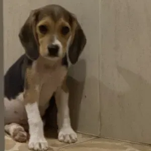 Procuro uma cuidadora de cães 