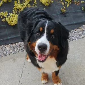 Recherche d une pet sitter