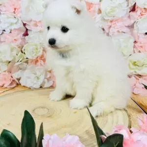 Nounou situé à la campagne saint saens 