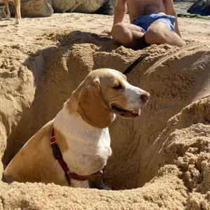 estadia para o meu cão