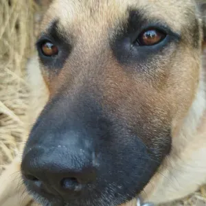Recherche Petsitter