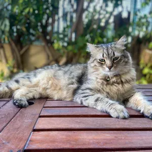 Busco cuidador de gato en Murcia
