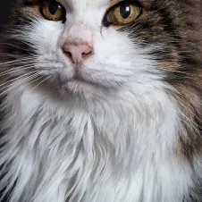 Pet sitting como lecco monza