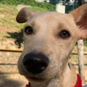 Emprego de limpeza em Avis