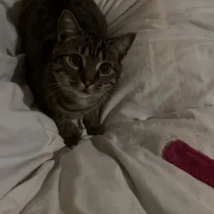 annonce baby sitter grand est 