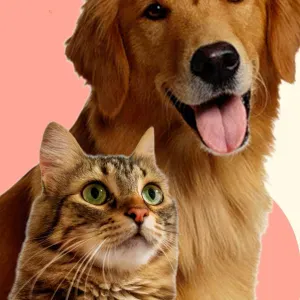 Pet-sitter à rouen et ses alentours