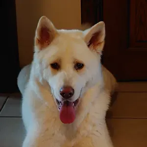 Offre d'emploi pour un(e) petsitter à Woluwe-Saint-Lambert