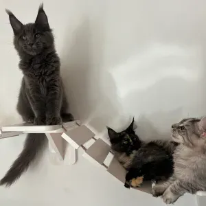 Pet sitter amoureuse des animaux