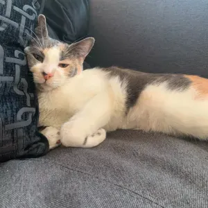 Pet-Sitter à Vitry 🐈(Garde de chats chez moi 💕)