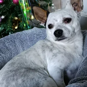 Pet sitter sur Bordeaux et ses alentours 