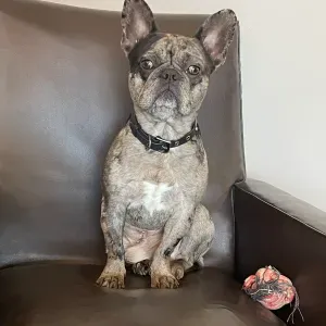 Cerco dog sitter per il mio bulldog francese Maku 