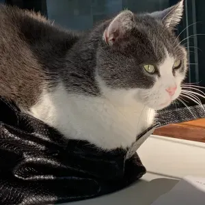 Busco persona responsable para cuidado de mi casa