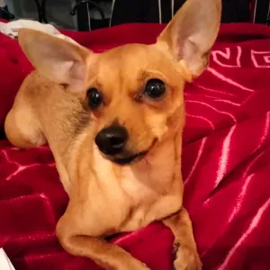 Hospitalisée, qui peut garder ma chienne?