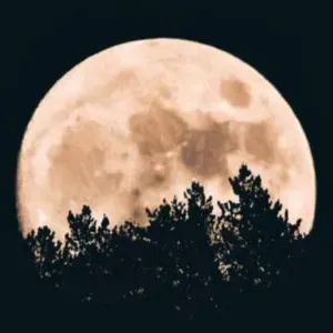 Particulier parfait bilingue donne cours d'anglais.