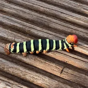 Offerta di lavoro per pulizie a Sarnico