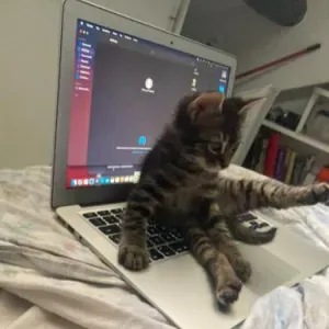 Pet sitting Genova Medio Levante