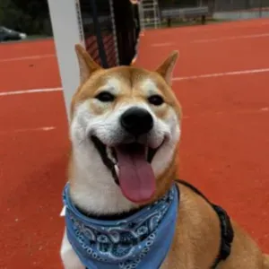 Cherche Petsitter Grans