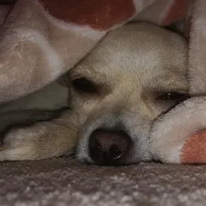 Estou à procura de uma empregada de limpeza perto de mim