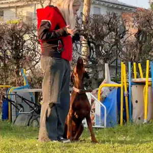 Addestramento Cinofilo / Pet Sitting Bergamo e Provincia