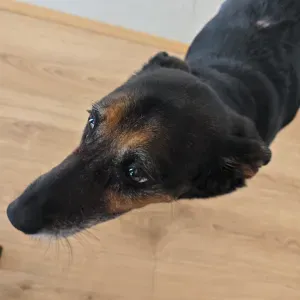 Preciso de cuidador para cão no local onde mora 