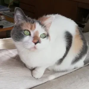 Cerco una dama di compagnia