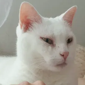 Bienvenue au animaux