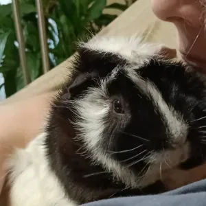 Busco cuidador/a para cobaya