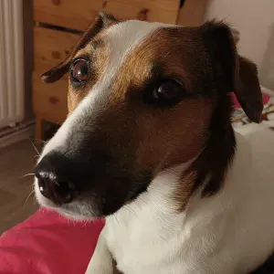 Garde Jack Russell