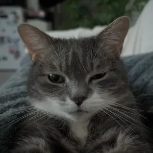Emploi de Petsitter Douai