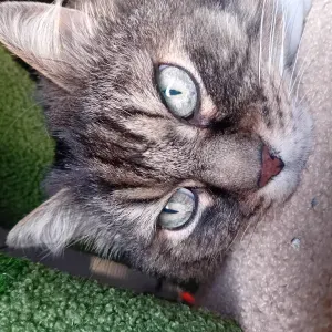  🐱 Bienvenue  au "chat qui souris ! 😻