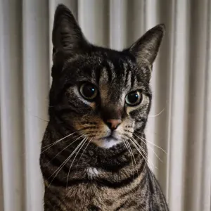 Je cherche un(e) petsitter près de chez moi