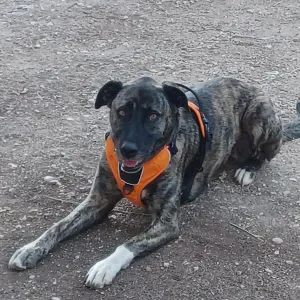 Recherche pet sitter pour le 22 Aout 